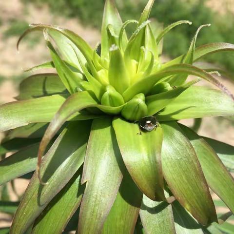 《丁酉四月三十午后回家有感》