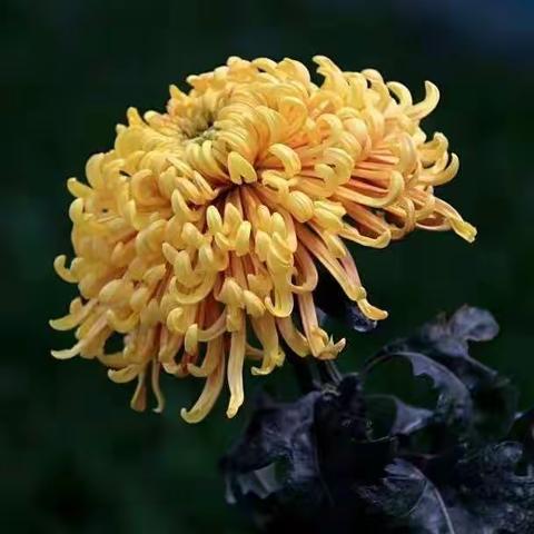 秋日赏菊正当时