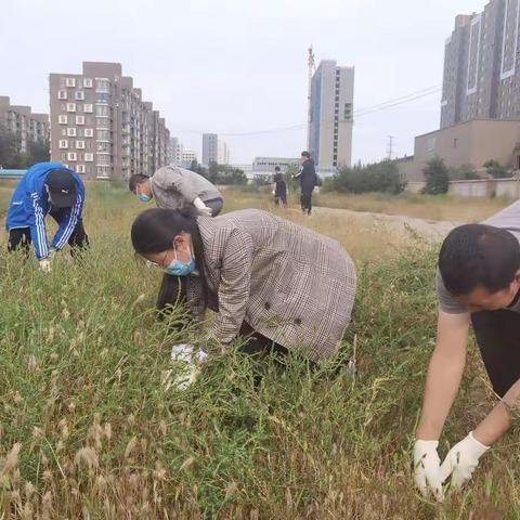 新城供电分局：创城在行动    志愿除蒿草