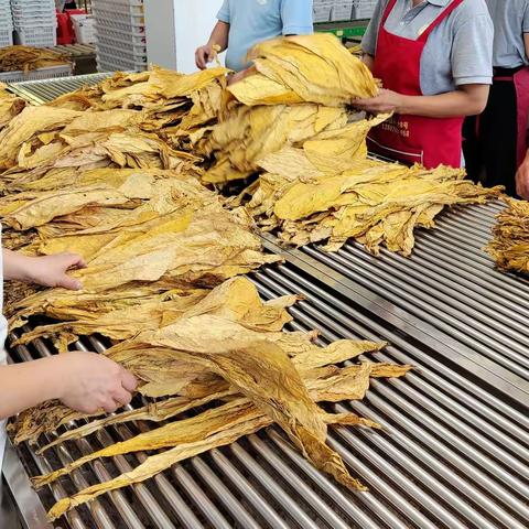 曹坊镇：烟叶黄了，百姓的生活更美了