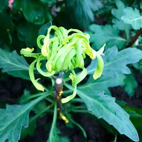 2017秋季森林公园菊花展与北外滩