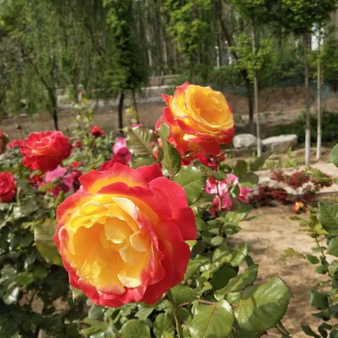 假如假如假如 ……