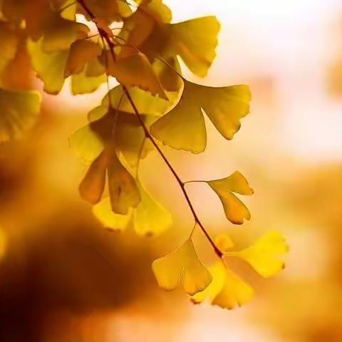 喜迎二十大  一起向未来—西安益新中学2024届红色经典诵读暨世界读书日展评活动（下）