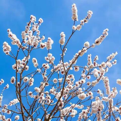 新疆塔沙古道杏花沟