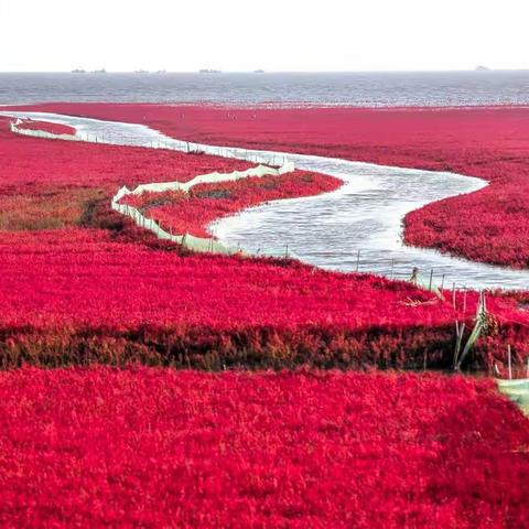 渤海湾红海滩秋季