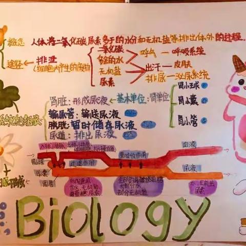《人体内废物的排除》思维导图创作展