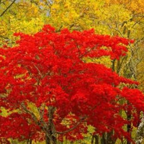 雨中红枫（文／原创）