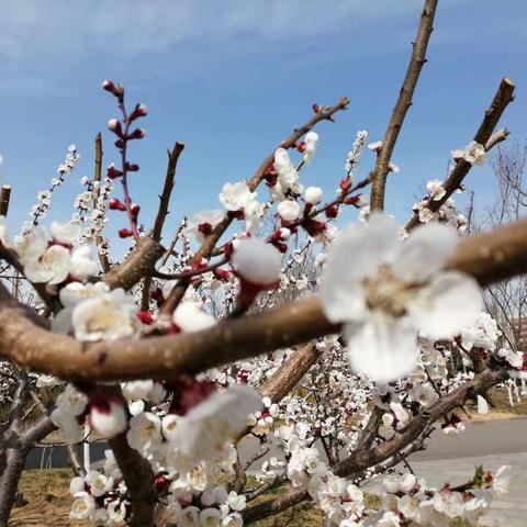 千磨万练迎挑战，中考一战绘宏图