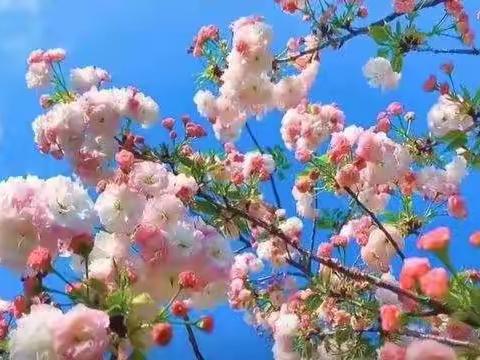 “线上教学”升明月，“云端携手”共此时