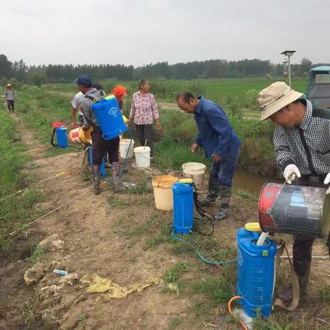 一管区大通流转田开始水稻化除工作