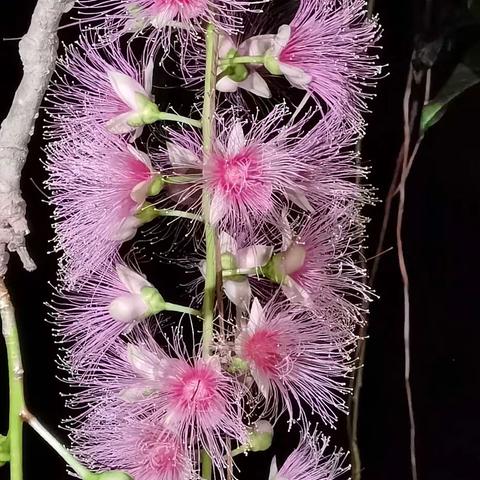 夜游儋州中和古镇七里村赏玉蕊花