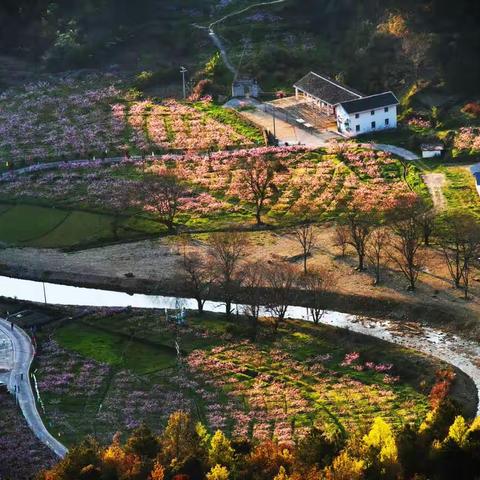 在那桃花盛开的地方