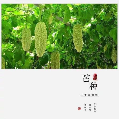 “芒种至，仲夏始” ——吴忠市利通区舰桥幼儿园二十四节气“芒种”主题活动