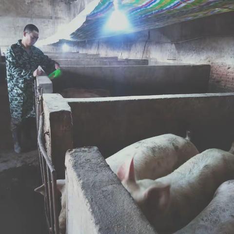 宝丰县韩胜利：脱贫不脱志     小康路上大步朝前走