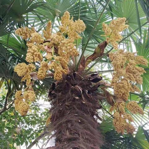 共读、共研、共体会新课标核心素养                                       ［莒南四小五年级数学组 ］