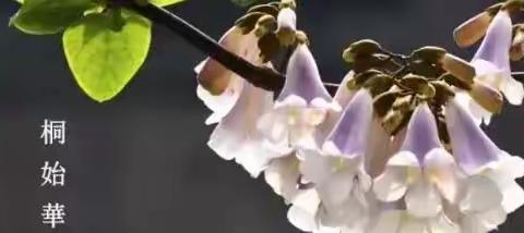 【莒县六小】一朝春雨过，万物皆清明