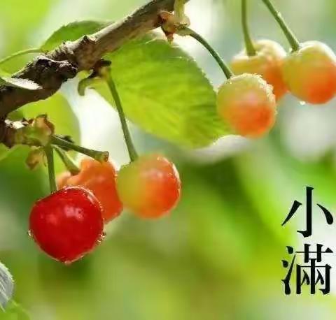 【莒县六小•节气课程】小得盈满—二十四节气之小满