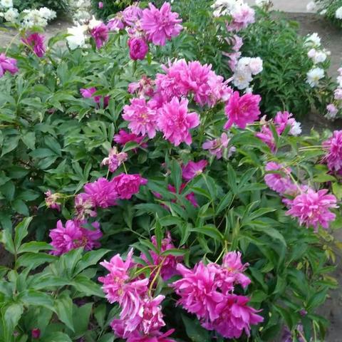 芍药花开