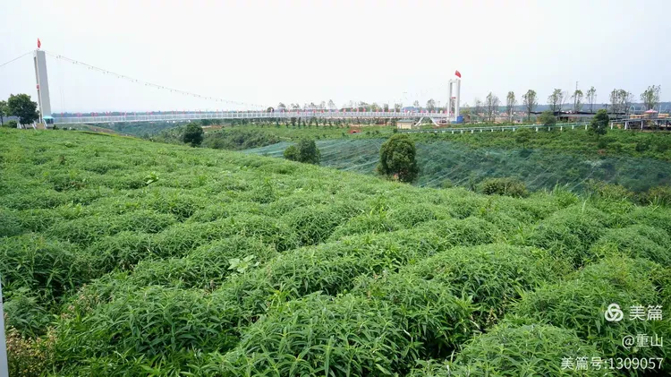 造型对接白蜡树高3.5米