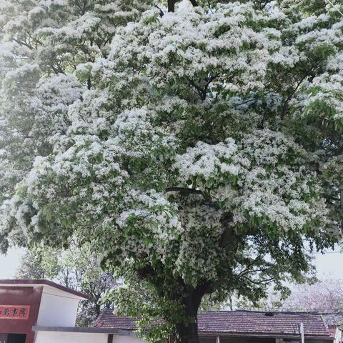 🍀🍀🍀🌾🌾🌾🌺🌺🌺银河幼儿园小一班今日活动小任务