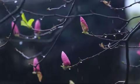 惊蛰：万物苏醒 惊艳芳华