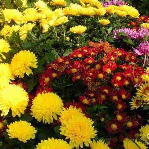 心静如水无恶浪      终老无疾始善终            追记重阳