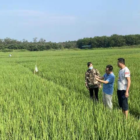 多种粮，种好粮，扛起粮食安全重任 ——县科协在行动