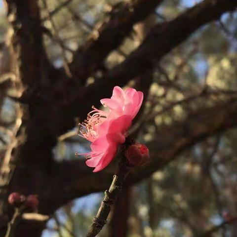 此生不负梅花