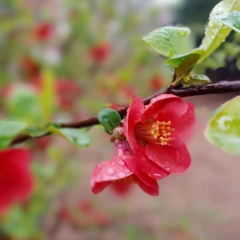 情人雨