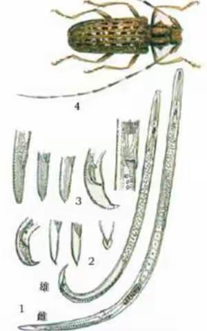 明溪县贯彻落实市领导指示精神全面加强松材线虫病防控工作