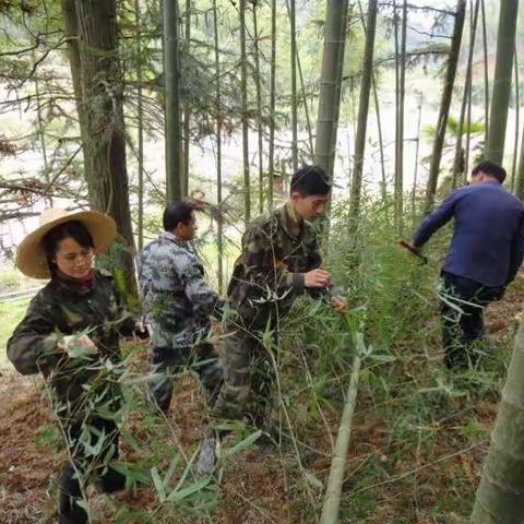 明溪县林业局深入林区开展毛竹病虫害综合防治工作