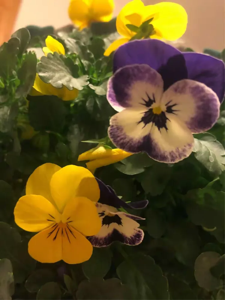 2018年@年宵花@角堇花儿🌹🌹🍀🍀🍀🍀