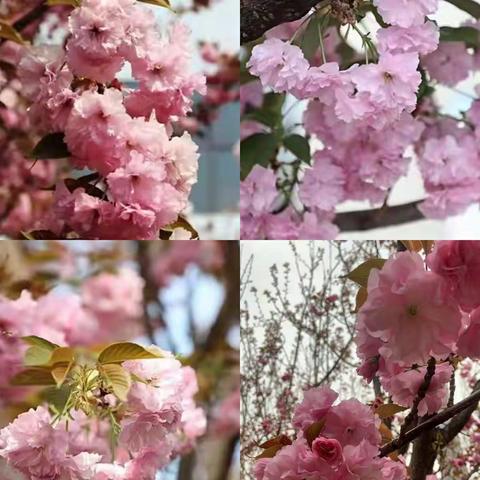 潇潇樱花落，楚楚动人心