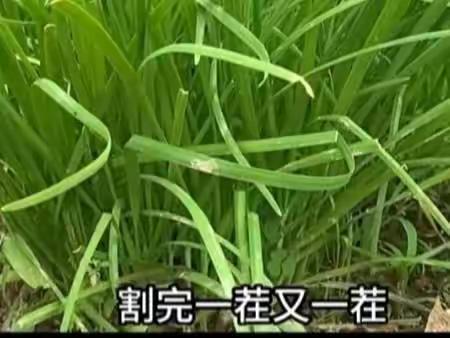 割父亲的韭菜（外七律两首）