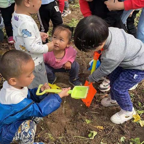 聪聪幼儿园秋游活动之秋的硕果