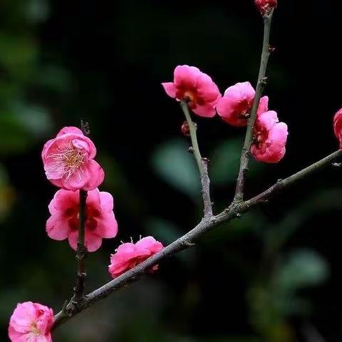 富贵荣华如云烟