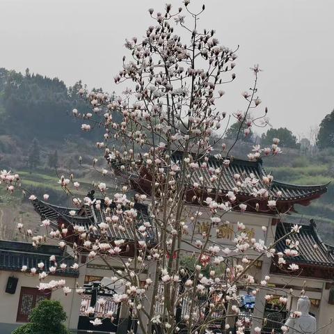 笃行致远，不负芳华！