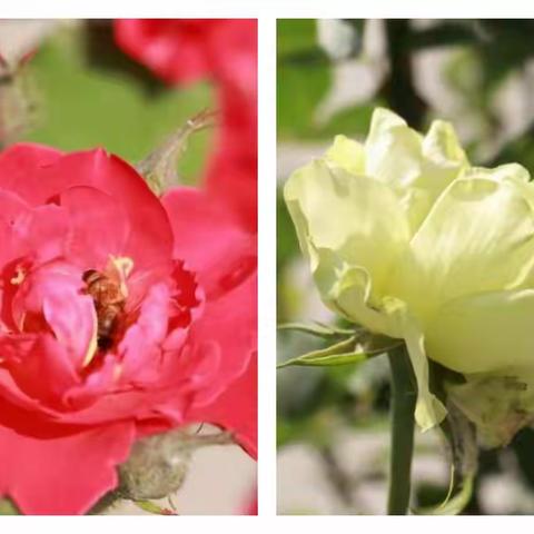 岗位平凡，秀出不凡——赞美你，白庙二小后勤人员