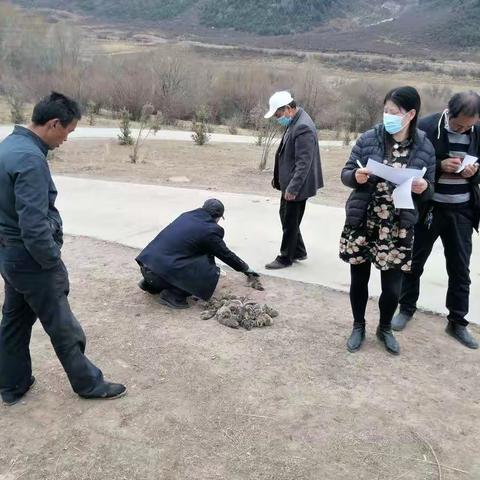 推进草地治理 保护绿水青山                                       —青海省大通种牛场开展草地治理工作