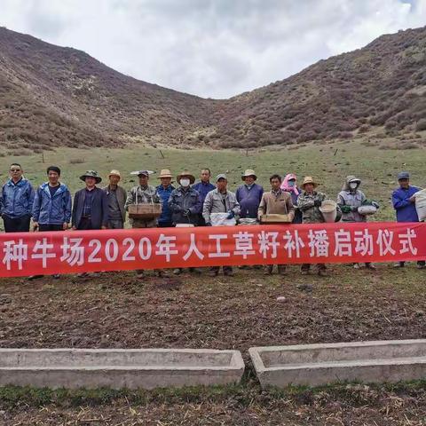 强化草原生态建设 巩固绿色发展理念 -青海省大通种牛场开展多年生草籽补播工作