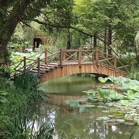 荷韵，偏坡小荷塘vs惠水好花红荷田 2022年夏