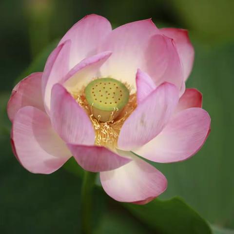 投稿“倾听荷语”主题摄影展—雀跃荷花