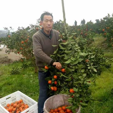 重庆涪陵优质脐橙默柯旺铺