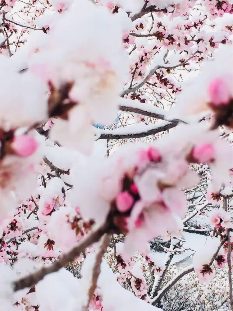 桃花雪