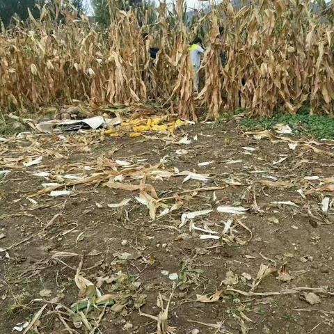 劳动最光荣——伯涵(18) 李泽慧