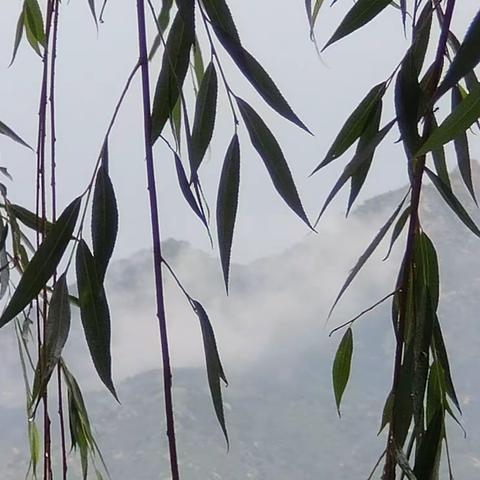 咏柳（散文）