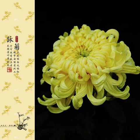 贝斯特启智幼儿园中组创意美术作品《秋菊》  联系电话:6666099🍀