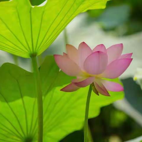 济南花王争霸赛纪实