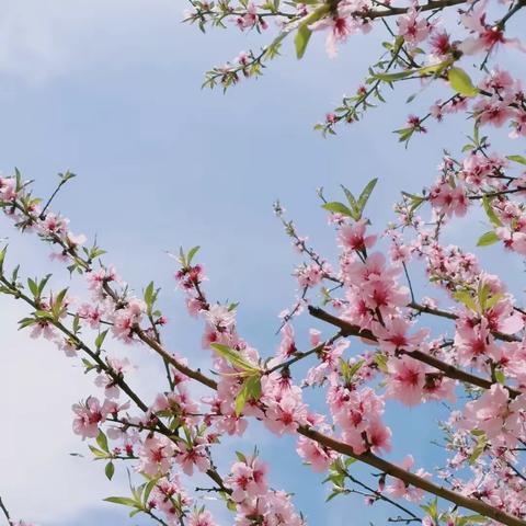 清风徐徐来  桃花朵朵开🌸