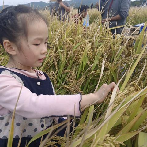 小屁孩活动之六——汤岙开镰节